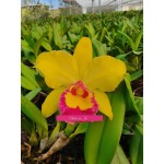 Orquídea -  Blc Rodrigo Suzuki Pink Lips 